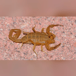 Bark Scorpion Reviews | RateItAll