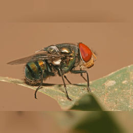 Bluebottle Fly image