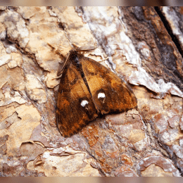 Rusty Tussock Moth image