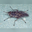 Tsetse Fly Reviews | RateItAll