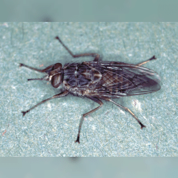 Tsetse Fly image