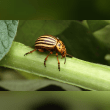 Potato Beetle Reviews | RateItAll