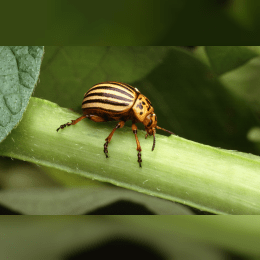 Potato Beetle image