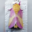 Rosy Maple Moth Reviews | RateItAll