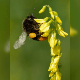 Bumblebee image