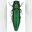 Emerald Ash Borer Reviews | RateItAll