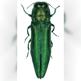 Emerald Ash Borer image