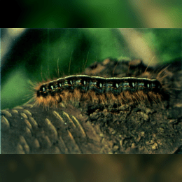 Eastern Tent Caterpillar image