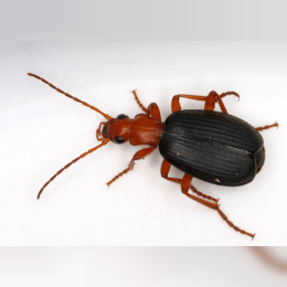 Bombardier Beetle image