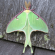 Luna Moth Reviews | RateItAll