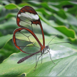 Glasswing Butterfly image