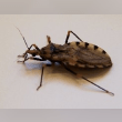 Kissing Bug Reviews | RateItAll