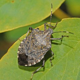 Brown Marmorated Stink Bug image