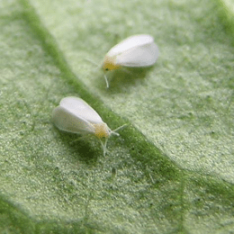 Whitefly image