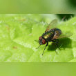 Greenbottle Fly Reviews | RateItAll