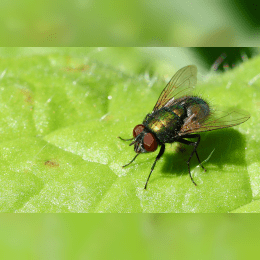 Greenbottle Fly image