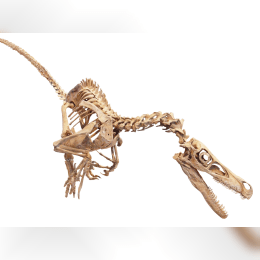 Velociraptor image