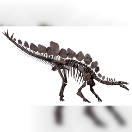 Stegosaurus image