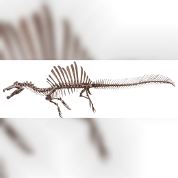 Spinosaurus image