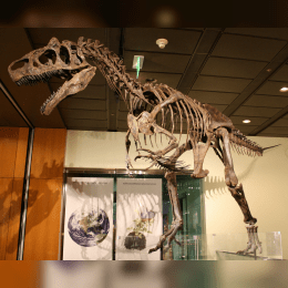 Allosaurus image