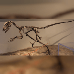 Deinonychus image