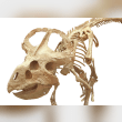 Protoceratops Reviews | RateItAll