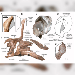 Tsintaosaurus image