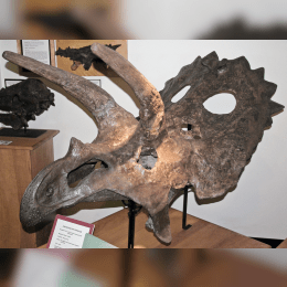 Anchiceratops image