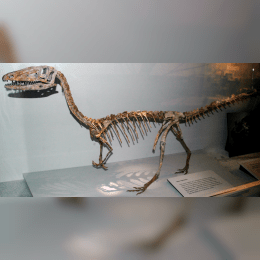 Coelophysis image