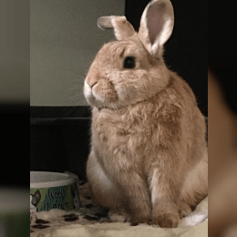 Domestic Rabbit Test image