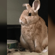 Domestic Rabbit Test Reviews | RateItAll