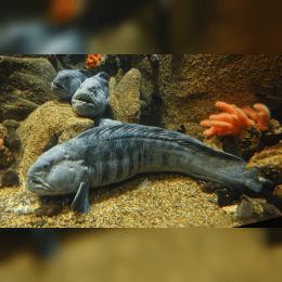 Atlantic wolffish image