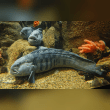 Atlantic wolffish Reviews | RateItAll