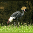 Black crowned crane Reviews | RateItAll