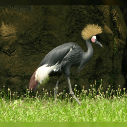 Black crowned crane image